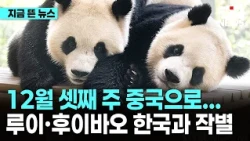 12월 셋째 주 중국으로...루이·후이바오 한국과 작별｜ TJB 대전·세종·충남뉴스