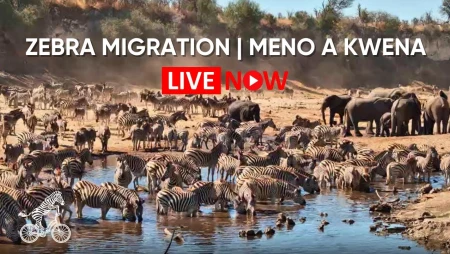 Zebra Migration Live from Meno a Kwena, Botswana